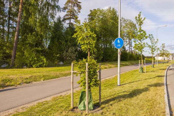 近距离观察新种植的幼树与水和肥料保护袋。园艺的概念。图片下载