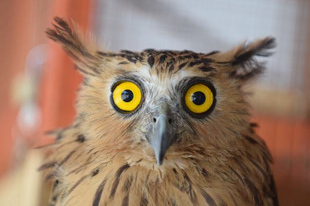 微距摄影中的猫头鹰头图片下载