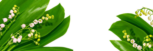 山谷中的百合花。图片下载