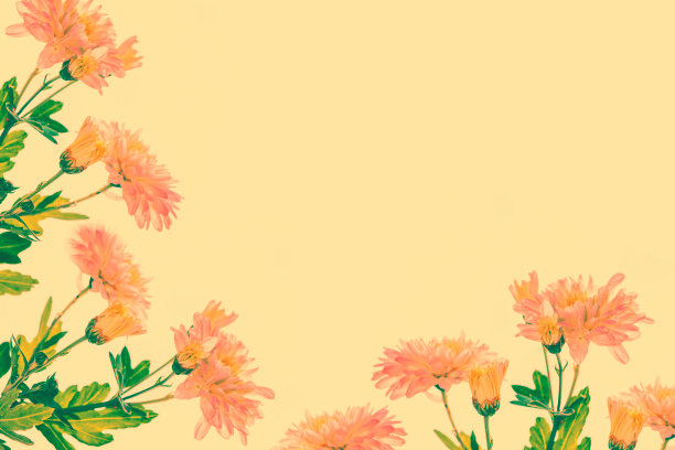 五颜六色的菊花图片下载