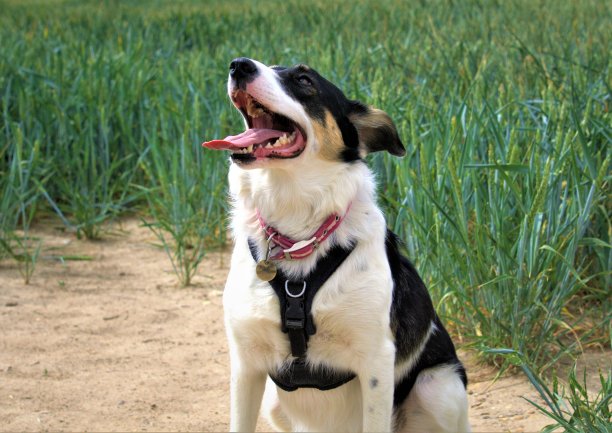 微笑的寄宿牧羊犬(黑色，白色和棕色)在乡村的农场狗图片下载