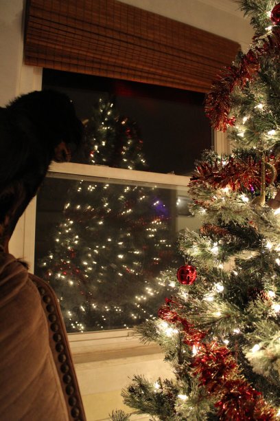 看着圣诞树的倒影图片下载