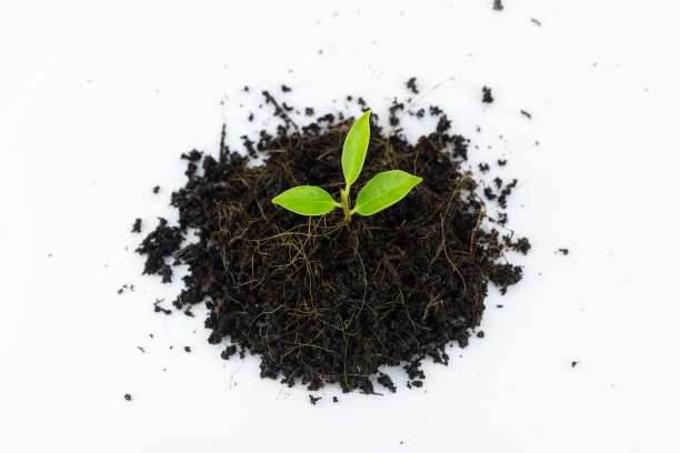 在白色背景下的一堆土壤中生长的幼苗图片下载