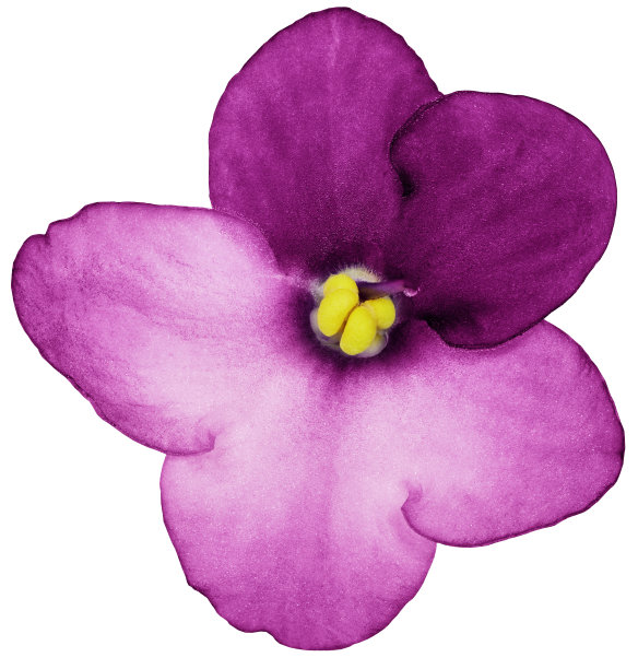 紫罗兰花粉色。孤立在白色背景上的花。裁剪路径没有阴影。特写镜头。大自然。图片下载