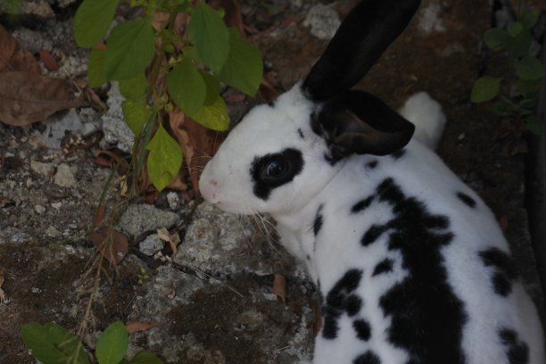 白兔在房子的前院图片下载