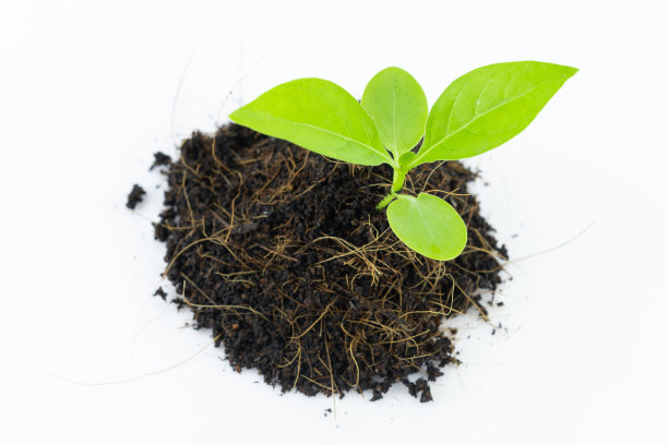 一棵准备在白色土地上的一堆土壤中生长的小树图片下载