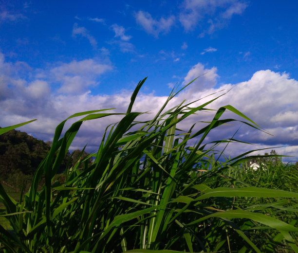 风中草图片下载