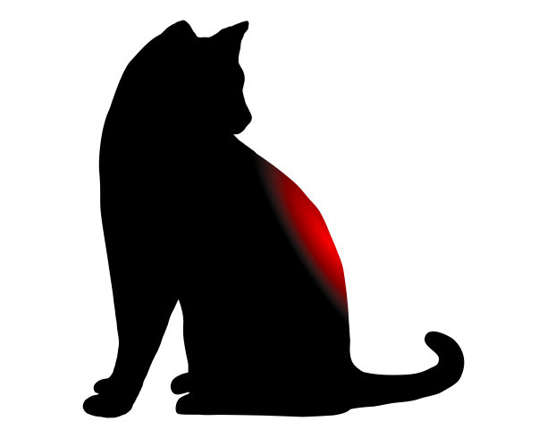 背疼的猫图片下载