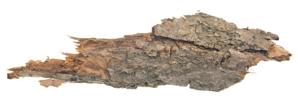 树皮白色图片下载