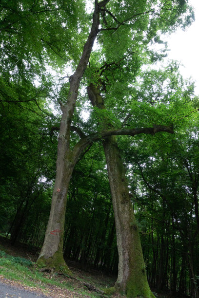 树木互相拥抱图片下载