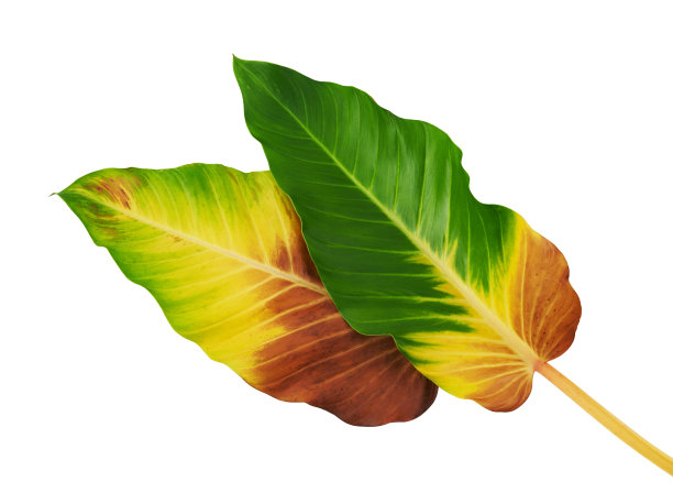 叶，大的绿色叶子孤立在白色背景上，有修剪路径图片下载