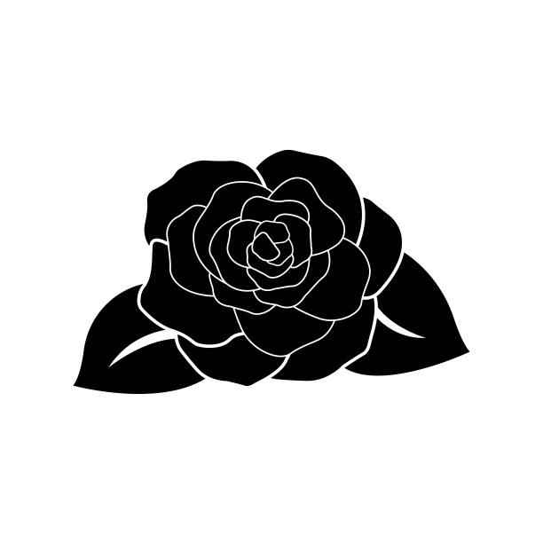 孤立在白色背景上的黑色玫瑰花图片下载