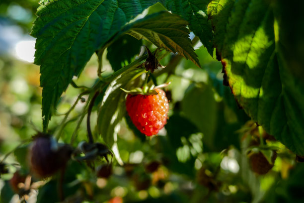 树上的草莓，数码照片图片作为背景图片下载