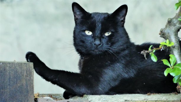 黑色的猫图片下载