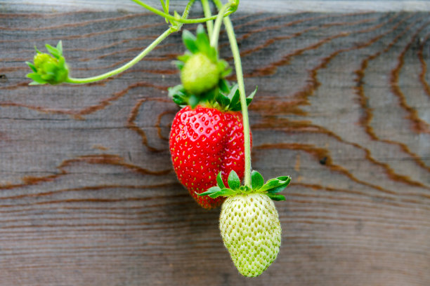 红色和绿色的草莓生长图片下载