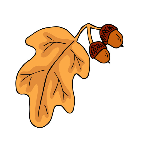 橡子栎手绘水墨插画技法。孤立的古老的森林叶的clipart叶子。卡片、请柬和社交网络装饰元素的平面设计。图片下载