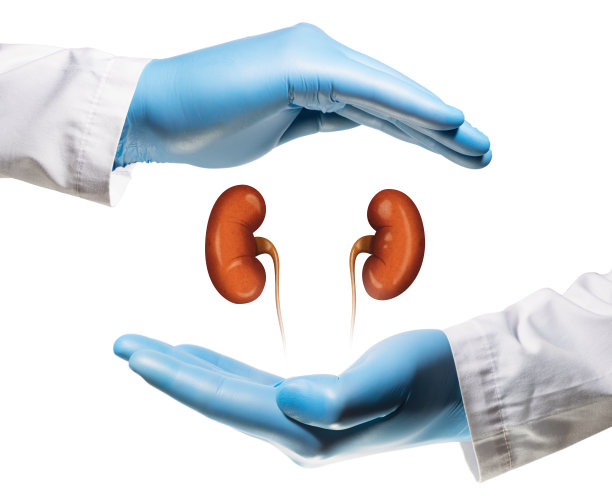 健康肾脏的概念图片下载