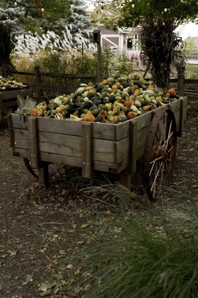南瓜地秋季节日图片下载