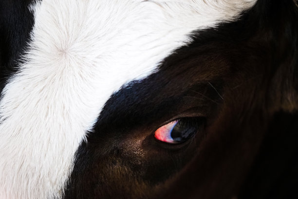 公牛充血的眼睛。牛的画像图片下载