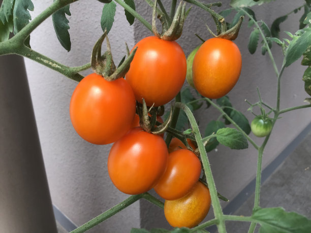 橙色的樱桃番茄在播种机图片下载