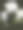 绿叶木兰茎植物假日图片下载