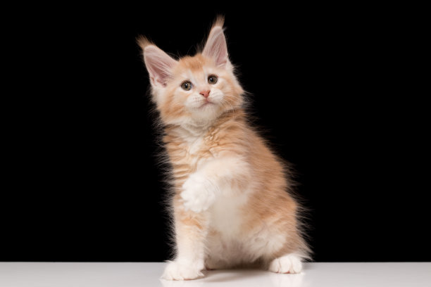 猫向你打招呼，给你一只爪子图片下载