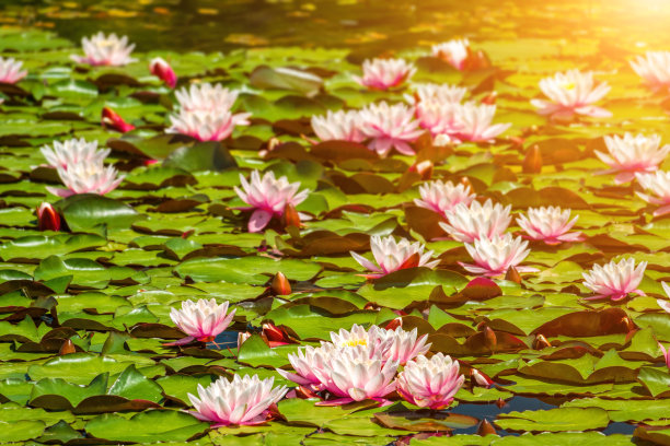 睡莲覆盖在一个淡水池塘的表面。睡莲扎根于土壤中，叶子和花朵漂浮在水面上。自然背景图片图片下载