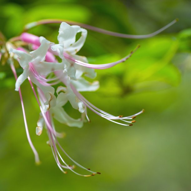 粉红色的春天的花-宏观植物-南印第安纳州图片下载