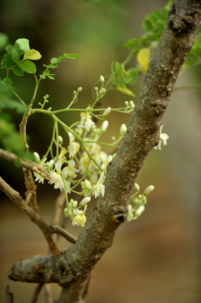 盛开的辣木属花图片下载