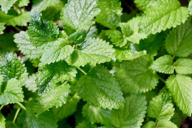 柠檬香草在花园里生长图片下载