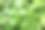 柠檬香草在花园里生长图片下载