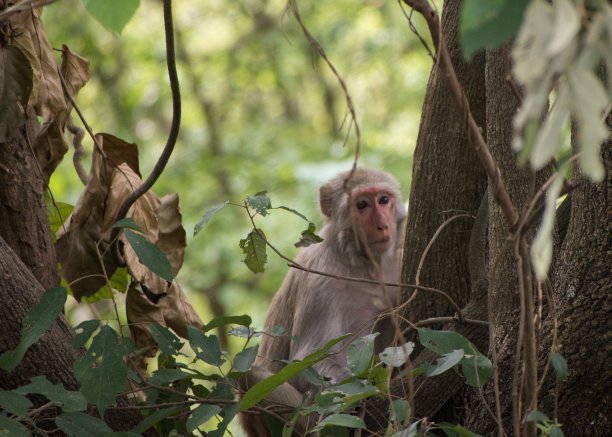 在丛林中行走的棕色猴子的肖像图片下载