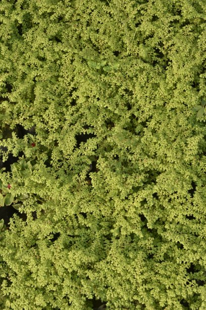 植物和花卉照片。图片下载