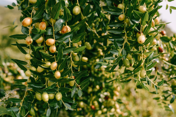 近距离观察树枝上的果实。图片下载
