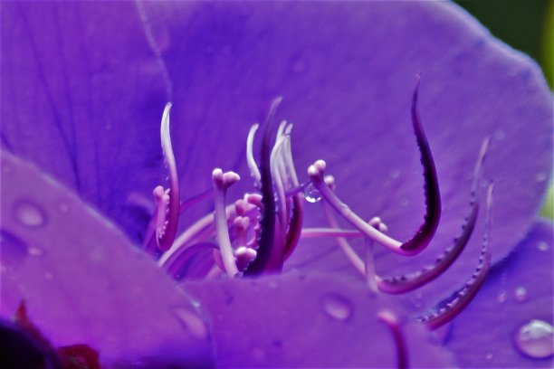 蓝色花朵雄蕊的特写图片下载