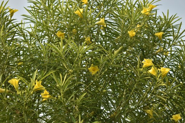 植物和花卉照片。图片下载