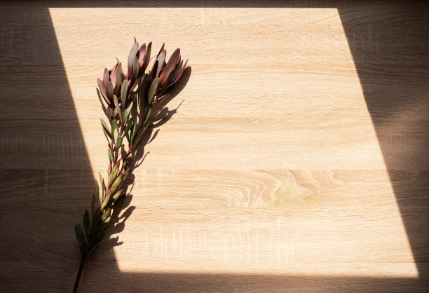 桌子的木制表面。桌子上一棵植物的影子。明亮的阳光。图片下载