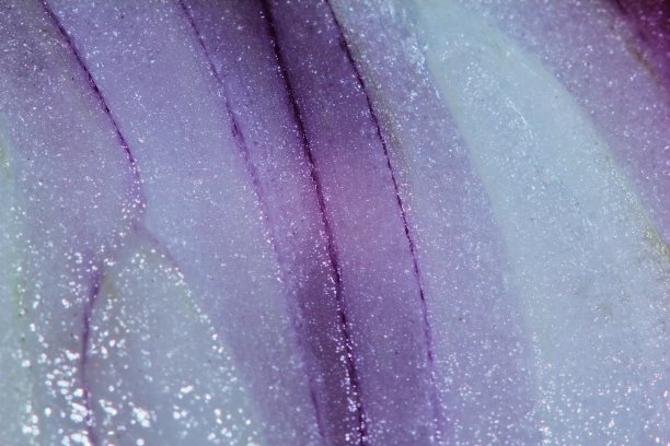 在泰国，切成薄片的洋葱是一种生草本食物图片下载