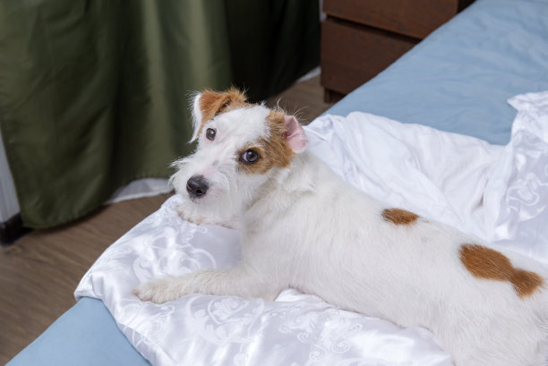 杰克罗素梗犬躺在一个房间的床上，在白色的被单上图片下载