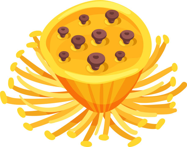 黄色的莲子果实，种子在白色上分离图片下载