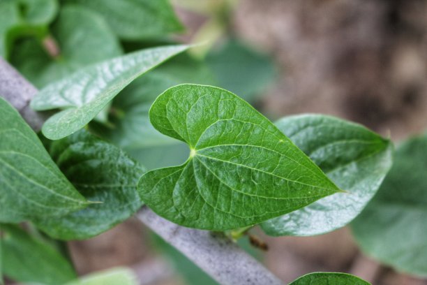 绿色植物图片下载