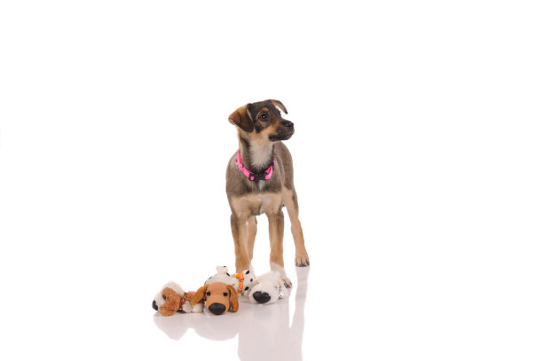 有趣的狗图片下载