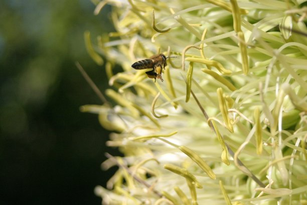 烤飞蜂在工作图片下载