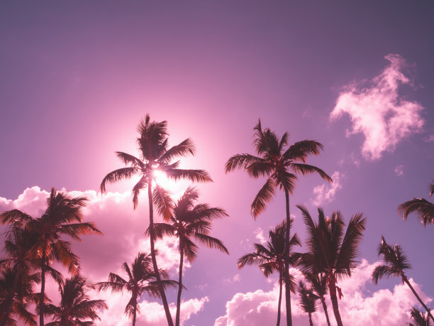 椰子树的剪影在天空背景与太阳下山图片下载