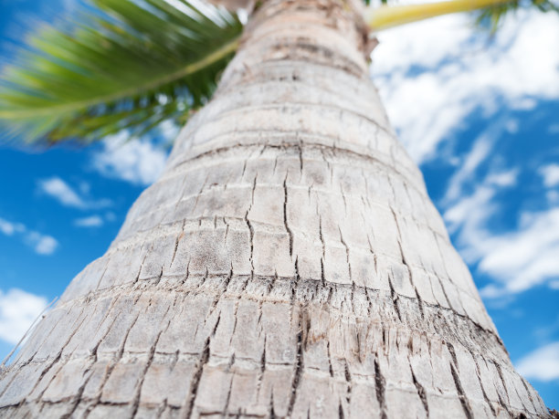 从椰子树顶部俯视天空图片下载