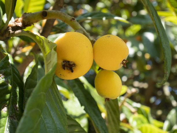 一种长着果实的枇杷。枇杷。图片下载