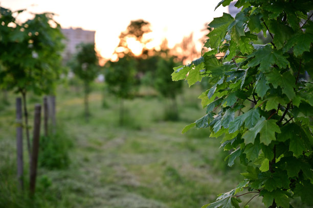 公园傍晚天空的图像。树木和草在夕阳下的照片图片下载