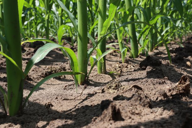 在玉米地的中央图片下载