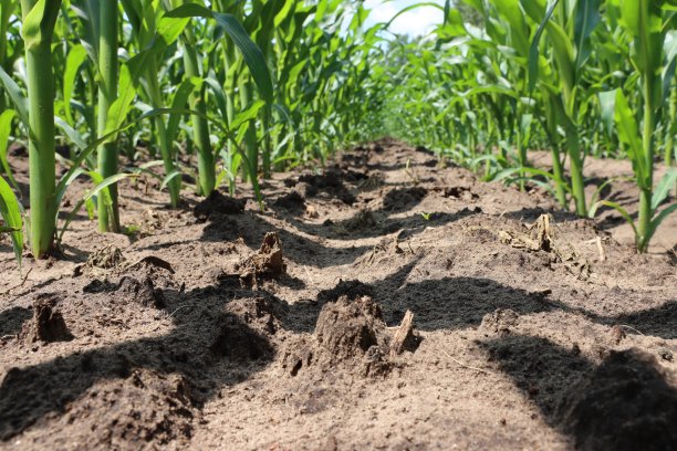 在玉米地的中央图片下载