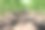 在玉米地的中央图片下载